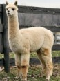 /album/los-animales-de-chile/alpaca-jpg/