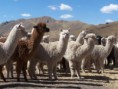 /album/los-animales-de-chile/alpaca2-jpg/