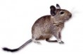/album/los-animales-de-chile/degu-jpg/