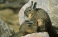 /album/los-animales-de-chile/vizcacha2-jpg/
